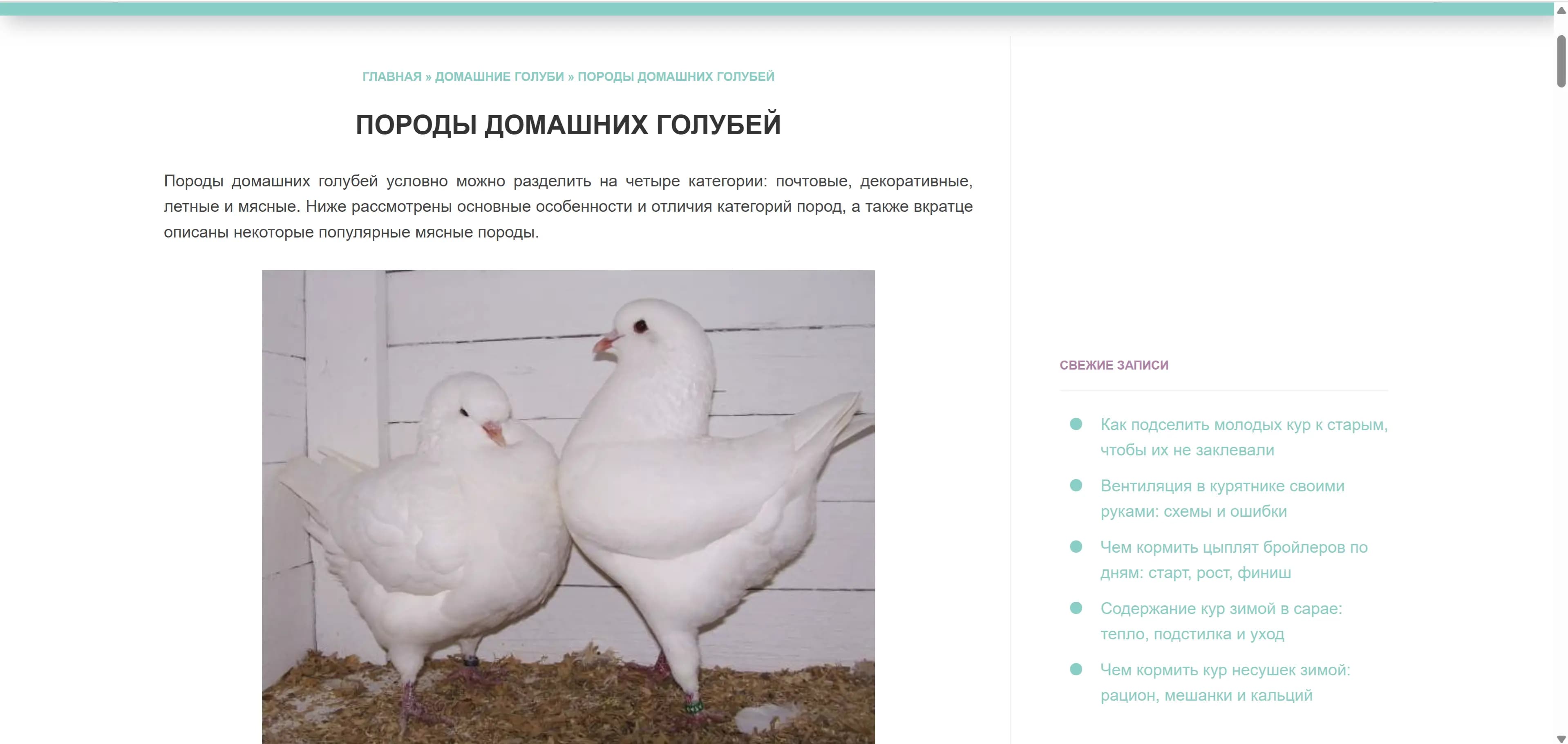 Своя Птица — статья «Породы домашних голубей» с хлебными крошками и блоком свежих записей